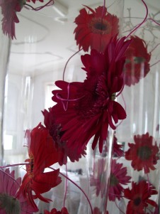 Gerberas and wire close-up