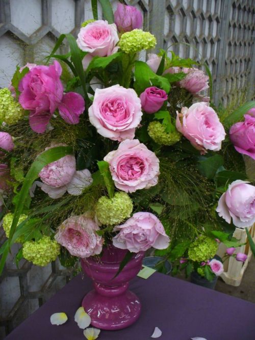 Roses from David Austin