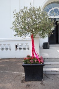 Olive tree with candy stripe ribbons with red and pink kalanchoes